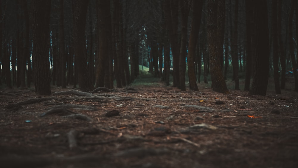 brown dried leaves on ground