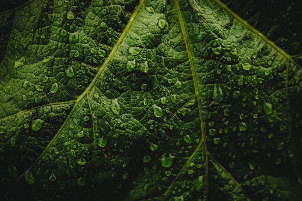 water droplets on green leaf