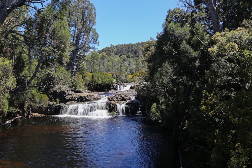 green trees beside river under blue sky during daytime