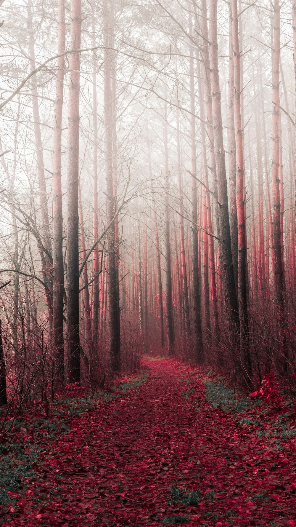 brown bare trees on forest during daytime