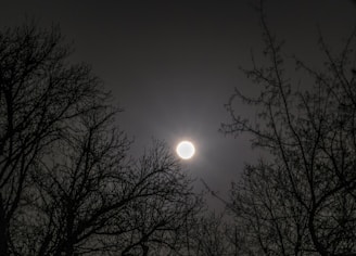 A bright full moon dominates the night sky, surrounded by the delicate silhouettes of bare tree branches. The moonlight casts a soft glow, creating a serene and mystical atmosphere.