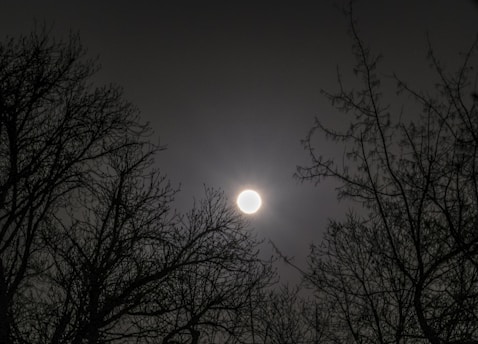A bright full moon dominates the night sky, surrounded by the delicate silhouettes of bare tree branches. The moonlight casts a soft glow, creating a serene and mystical atmosphere.