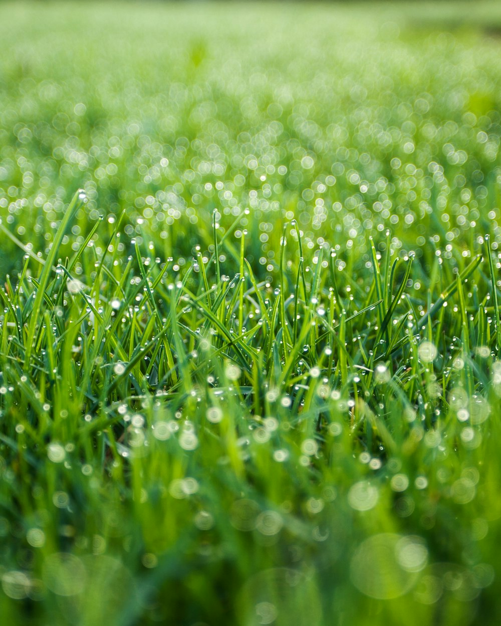 green grass field during daytime