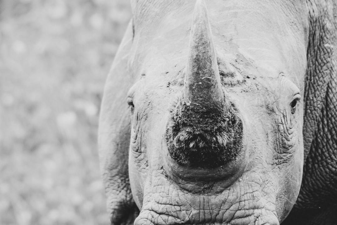 grayscale photo of elephants face