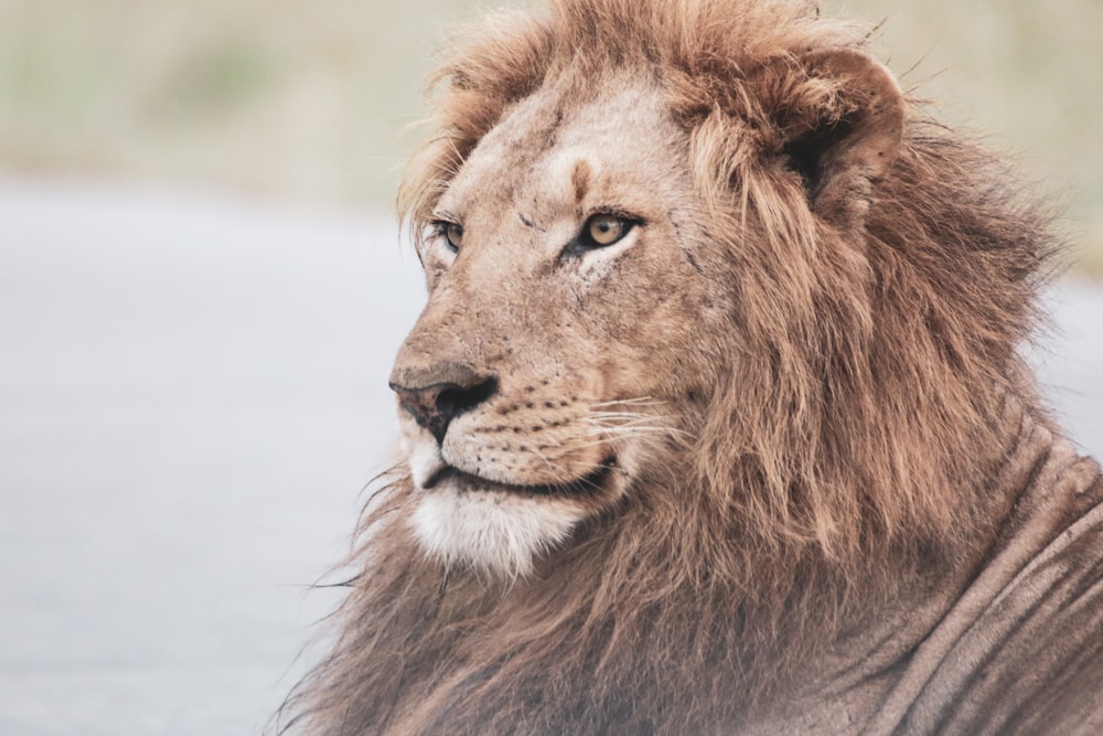 brown lion lying on ground during daytime