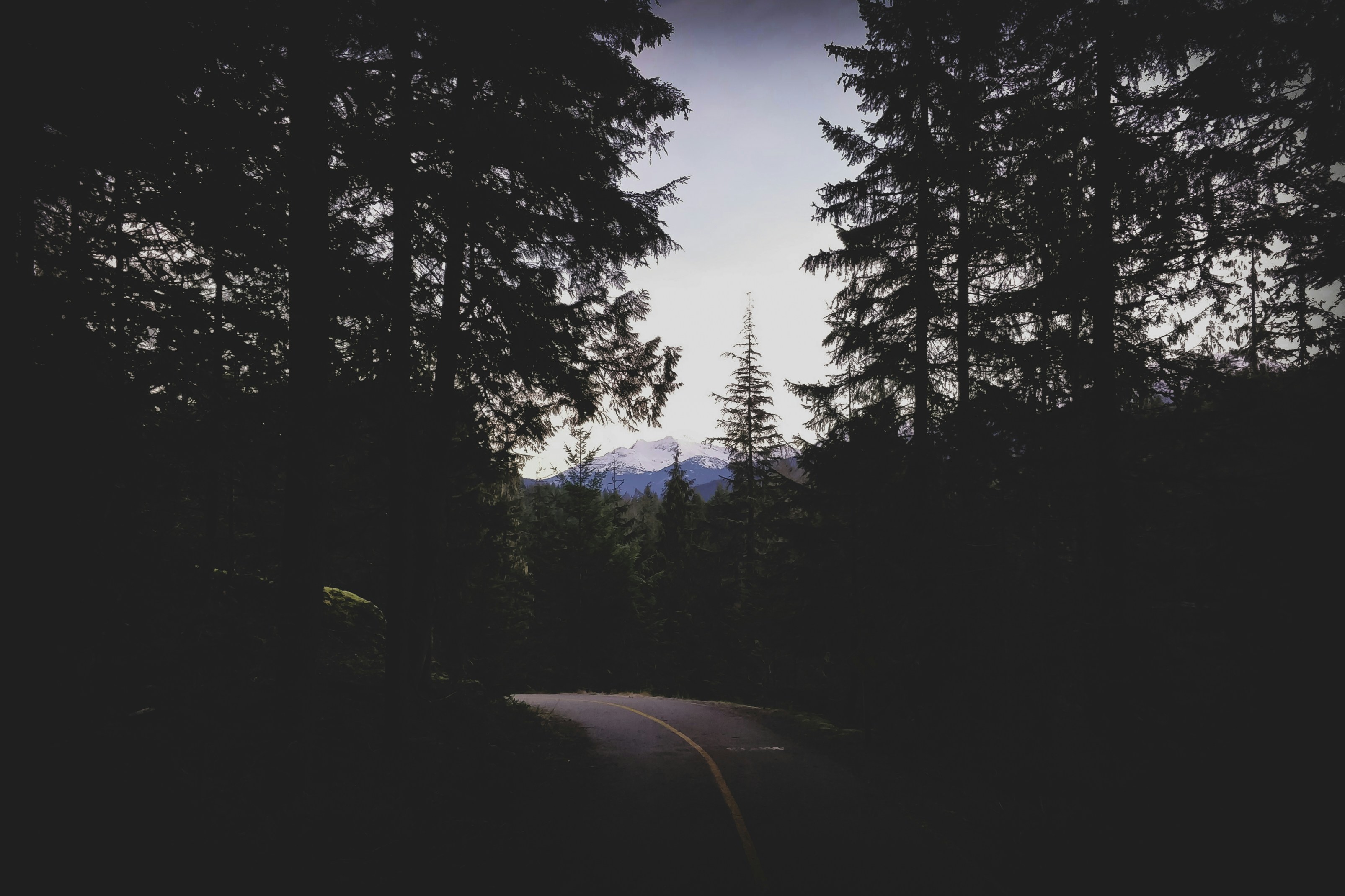 silhouette of trees during daytime