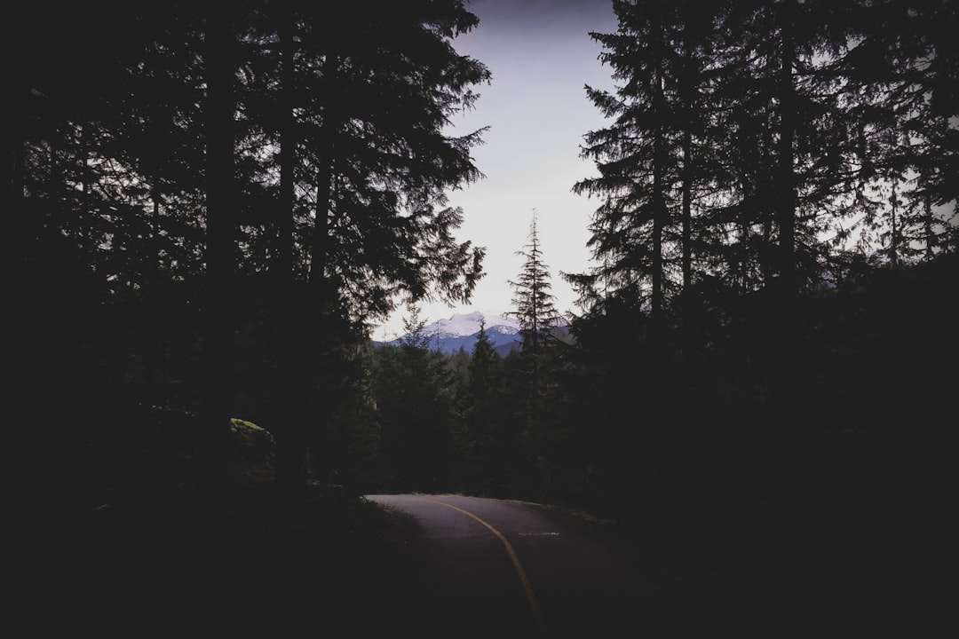 Forest photo spot Whistler Squamish River