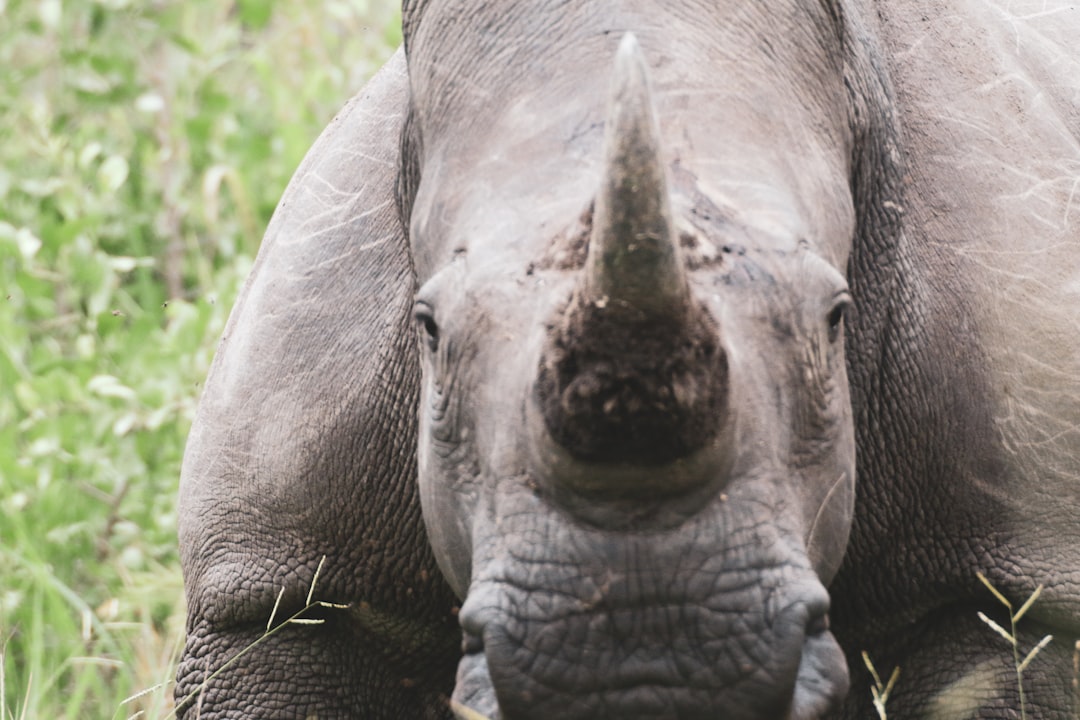 grey elephant on green grass during daytime