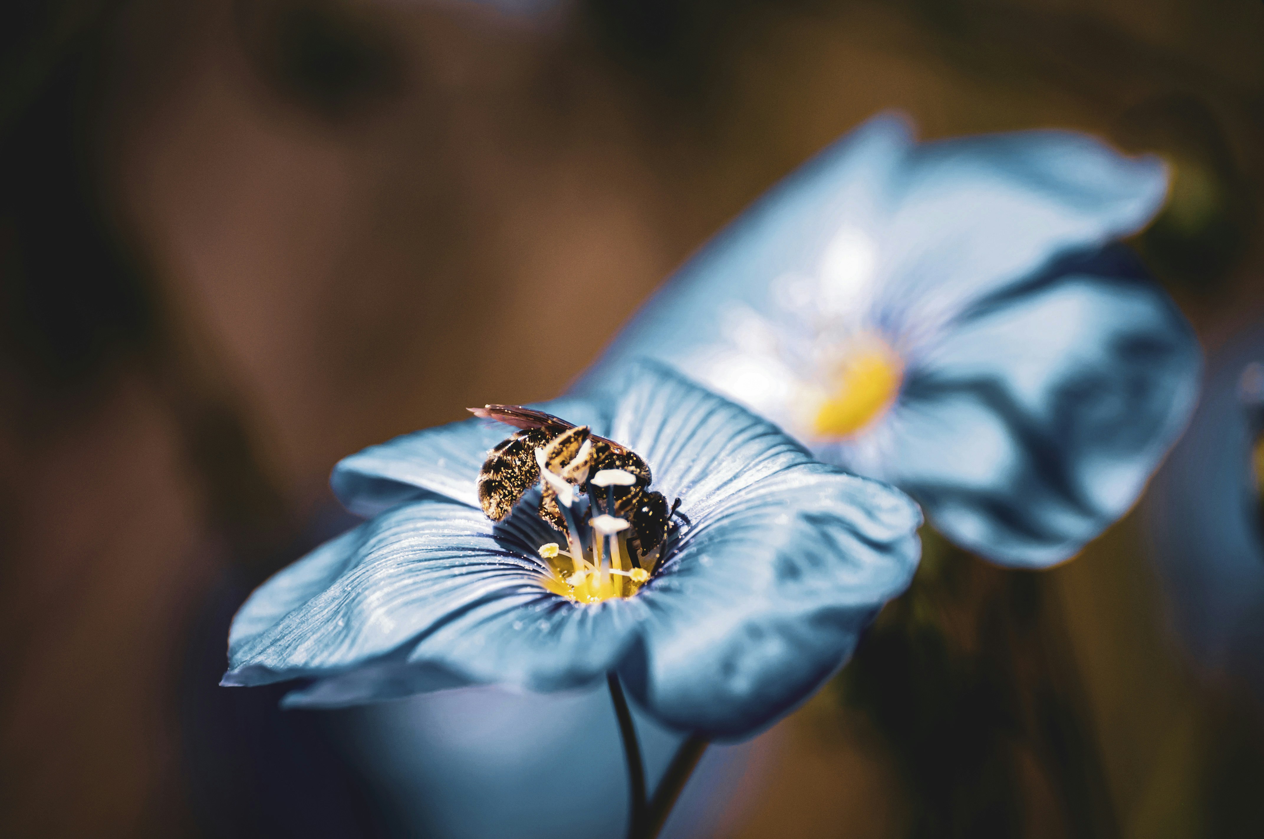 blue flower with black and yellow butterfly