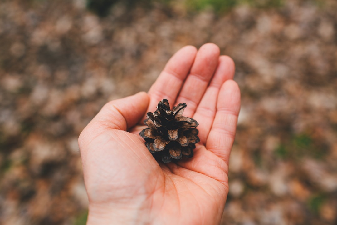 black fruit on persons hand