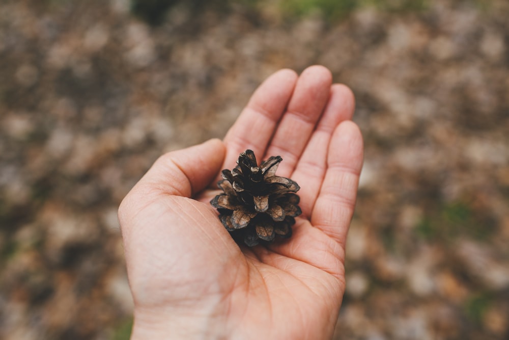 fruta negra en la mano de las personas