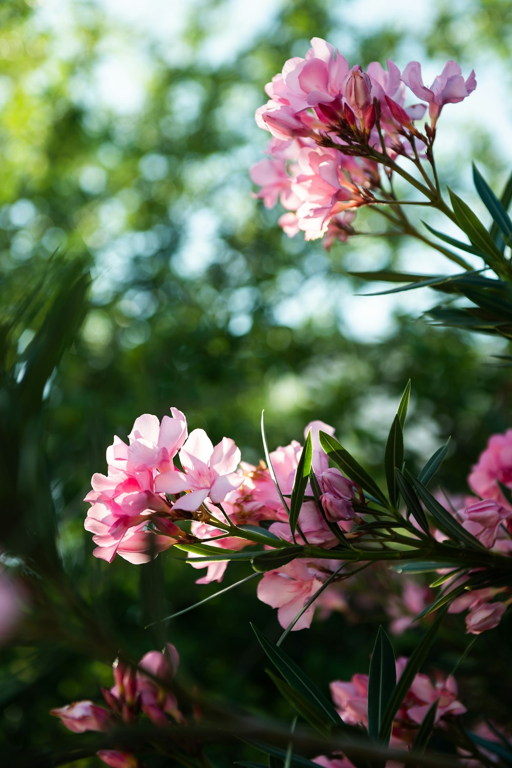 pink flowers in tilt shift lens