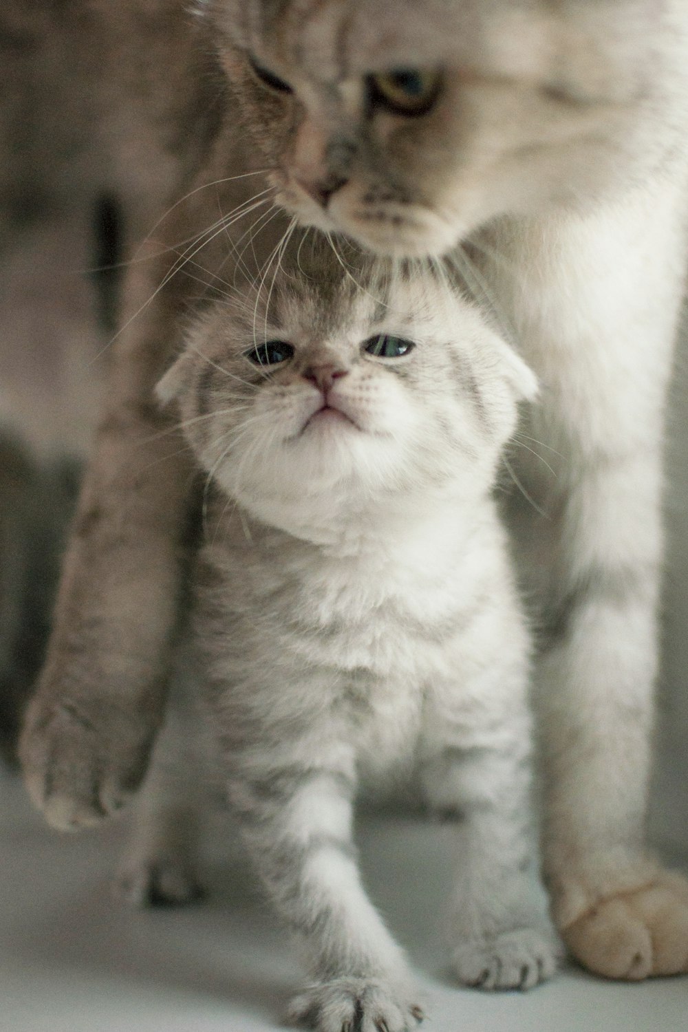 white and brown short fur cat