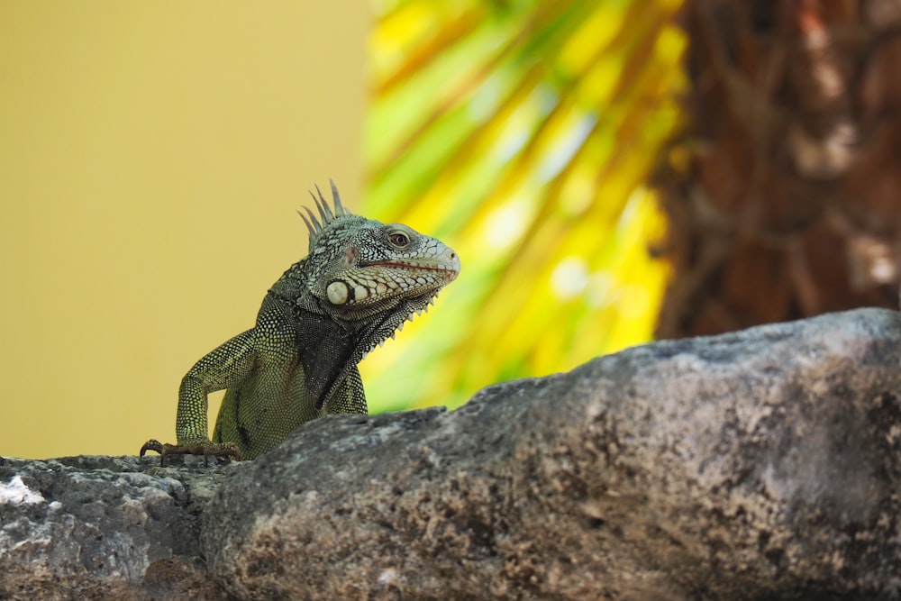 green and brown bearded dragon on brown rock