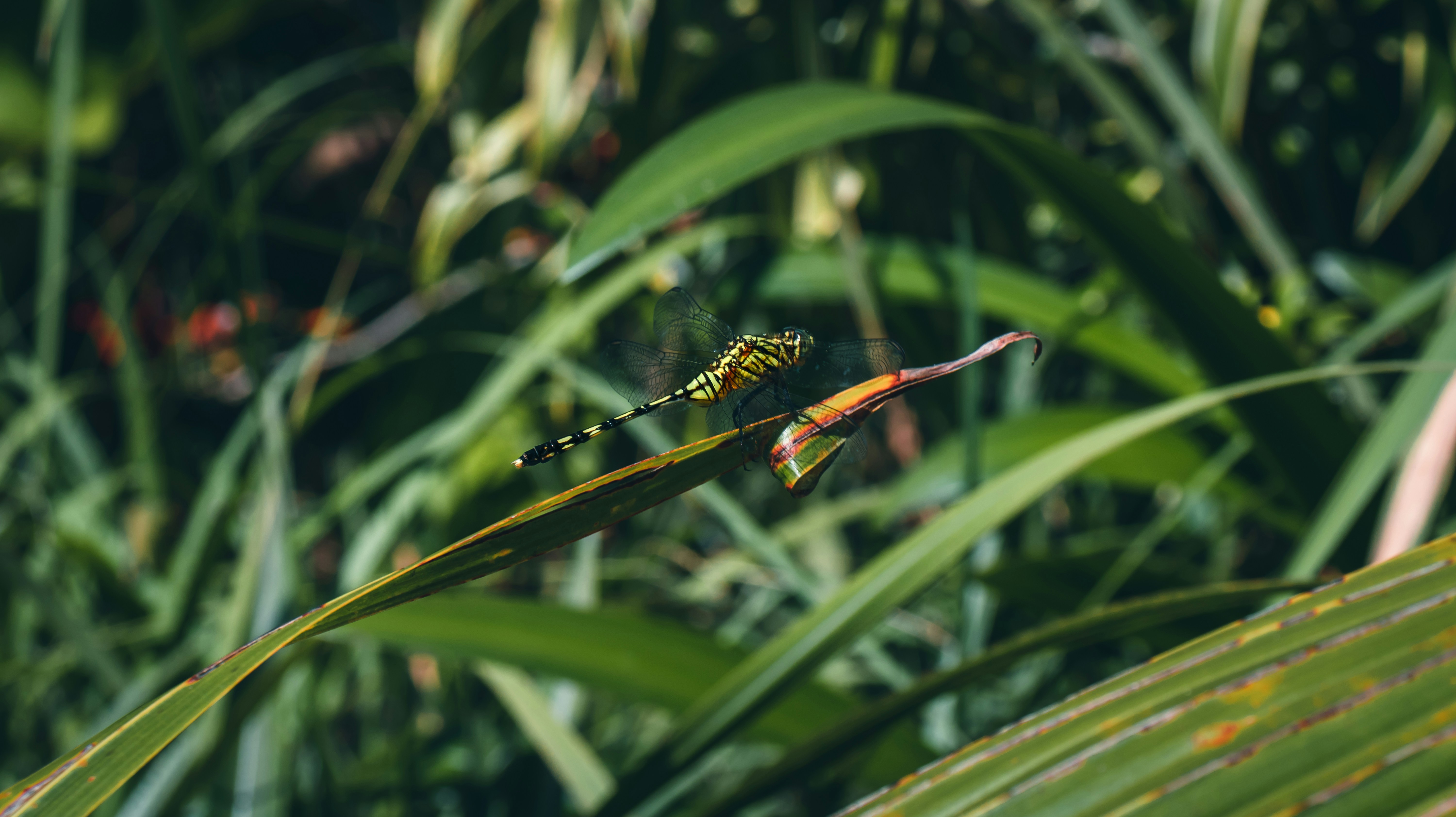 Photo by bryson_john