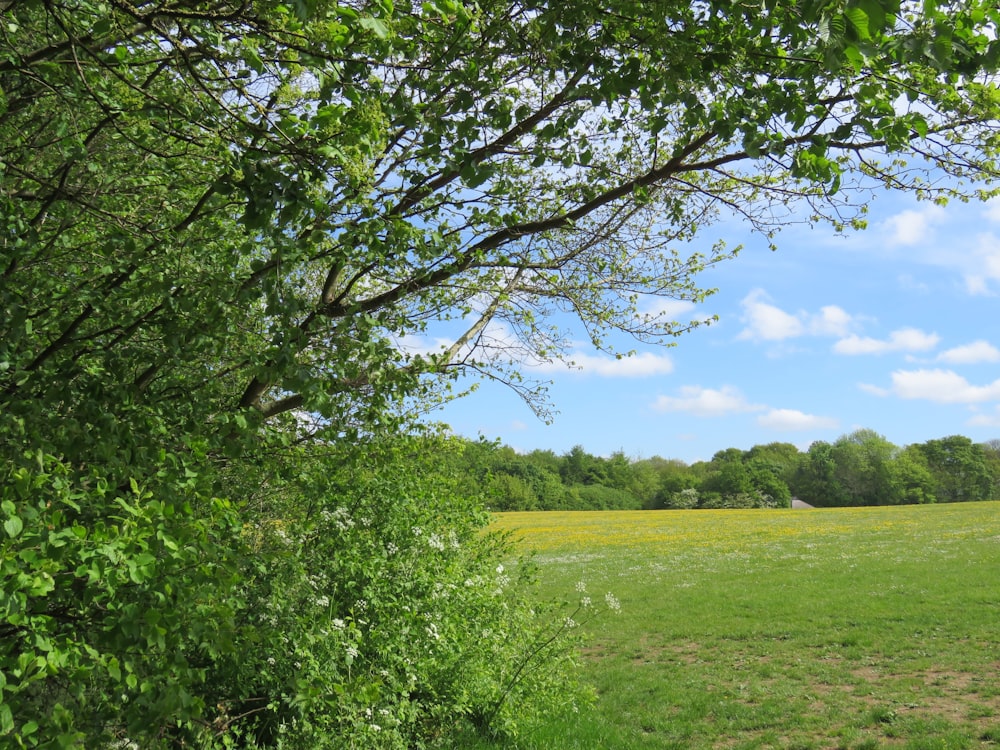 campo di erba verde con alberi verdi sotto cielo blu durante il giorno