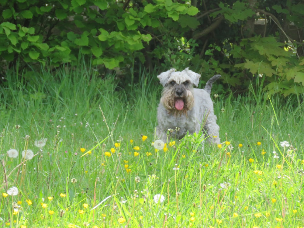 white and gray long coated small sized dog on green grass field during daytime