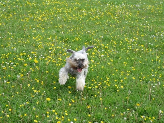 A playful Biewer Terrier running through a grassy field.