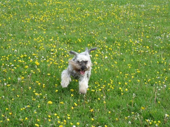 A joyful small dog enjoying a sunny park, surrounded by green grass and colorful flowers.