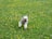 A playful dog running through a field of flowers.