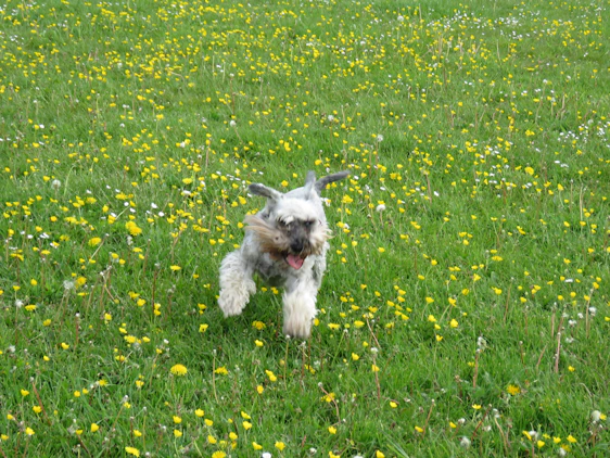A small, fluffy puppy playing joyfully in a sunlit garden surrounded by colorful flowers.