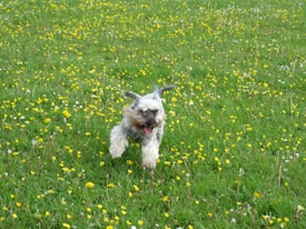 A small, fluffy dog is joyfully running through a vibrant green field dotted with numerous yellow and white wildflowers. The dog's ears are perked up, and it appears to be in mid-leap with its tongue out.
