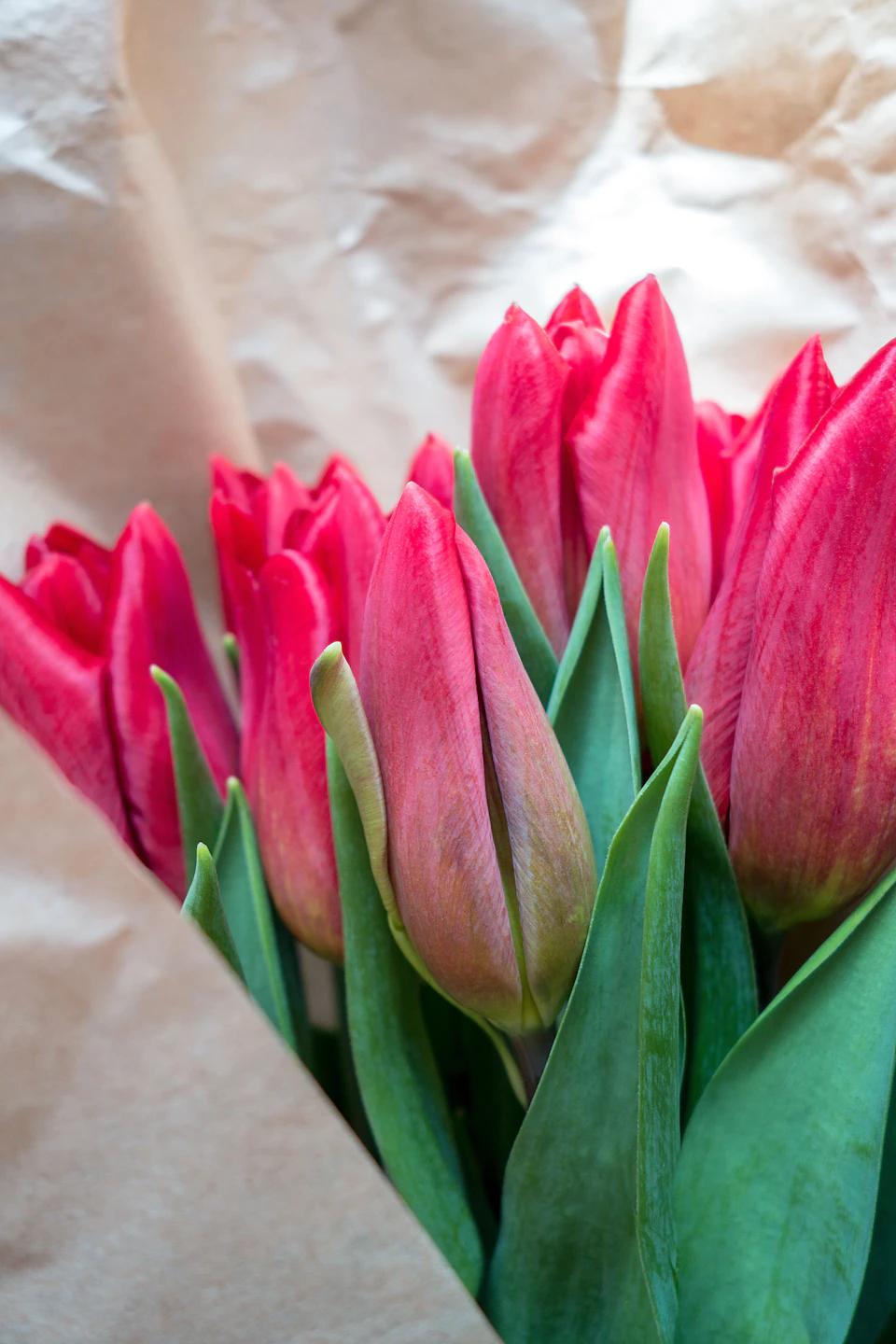 Vibrant red tulips arranged in a loose natural style against beige background prominently displayed