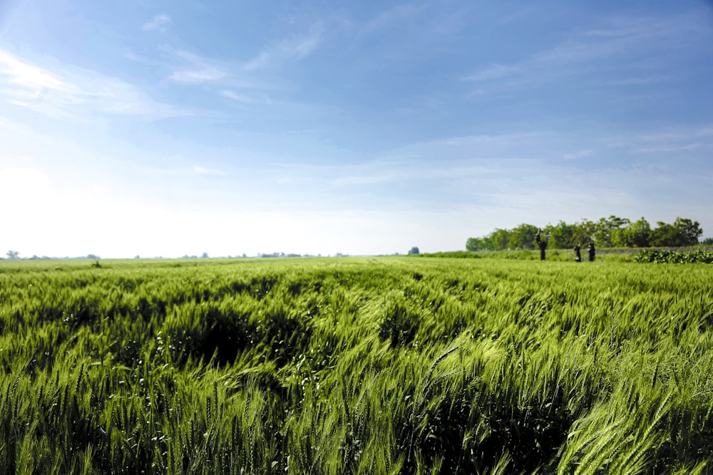 a large field of green grass under a blue sky