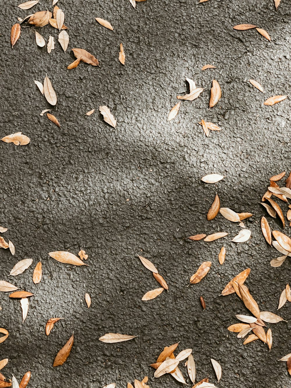 brown leaves on gray concrete pavement