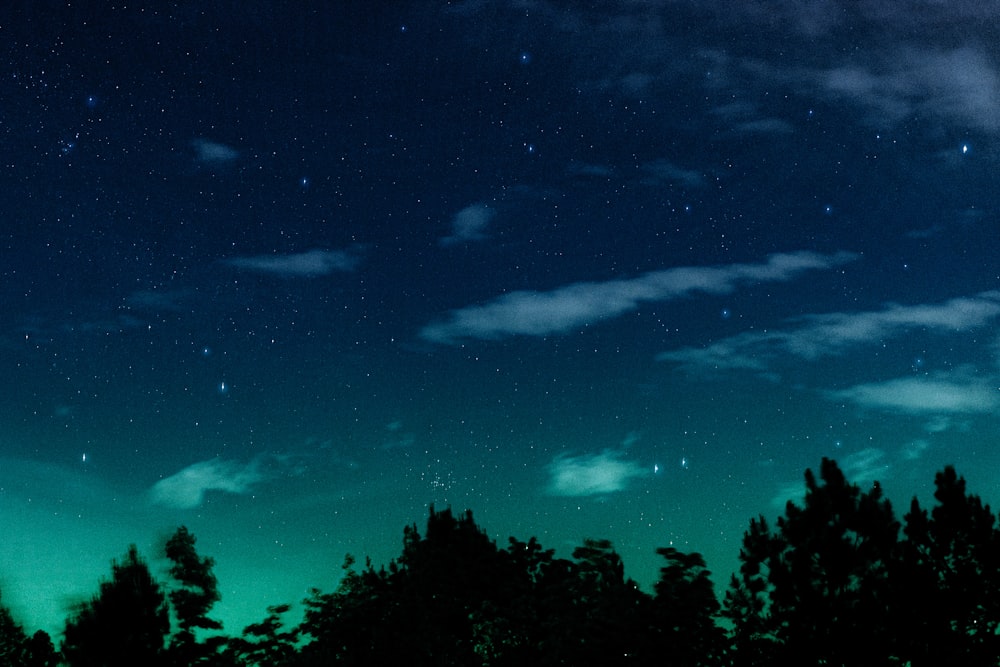 silhouette of trees under blue sky during night time