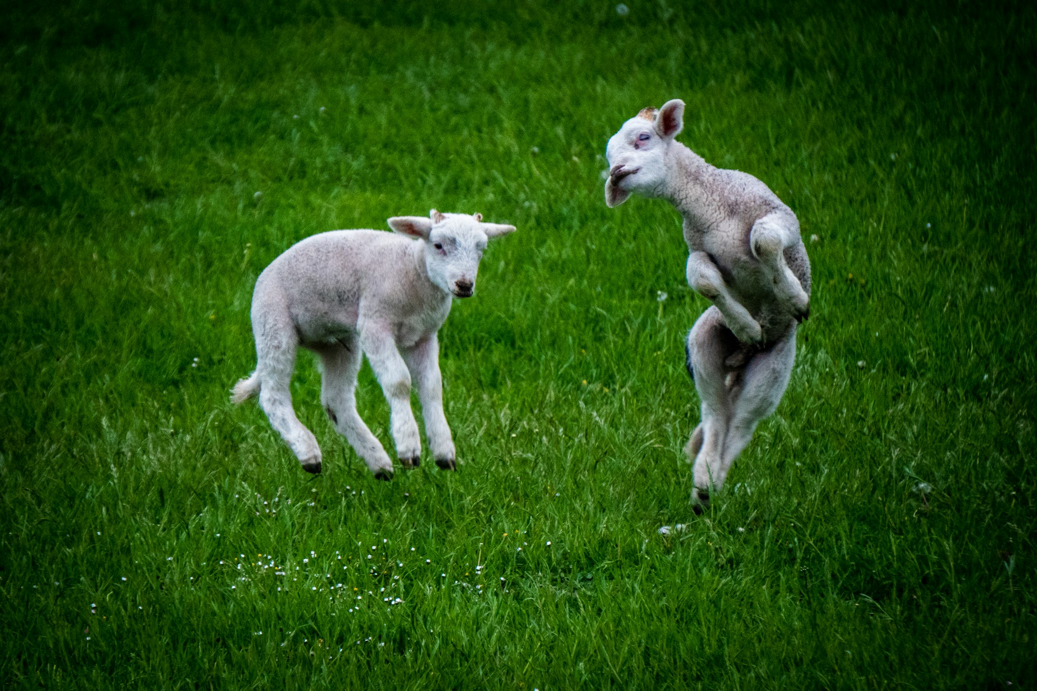 Two happy jumping lambs frolicking in a field