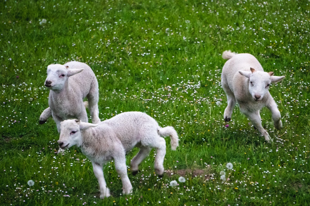 white sheep on green grass field during daytime