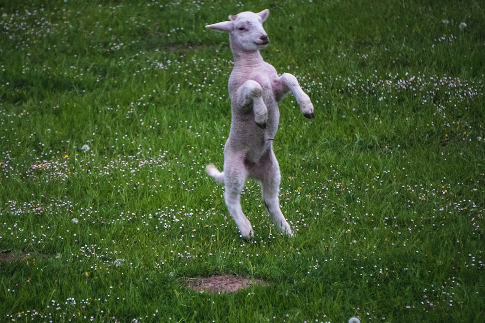 white short coat small dog on green grass field during daytime