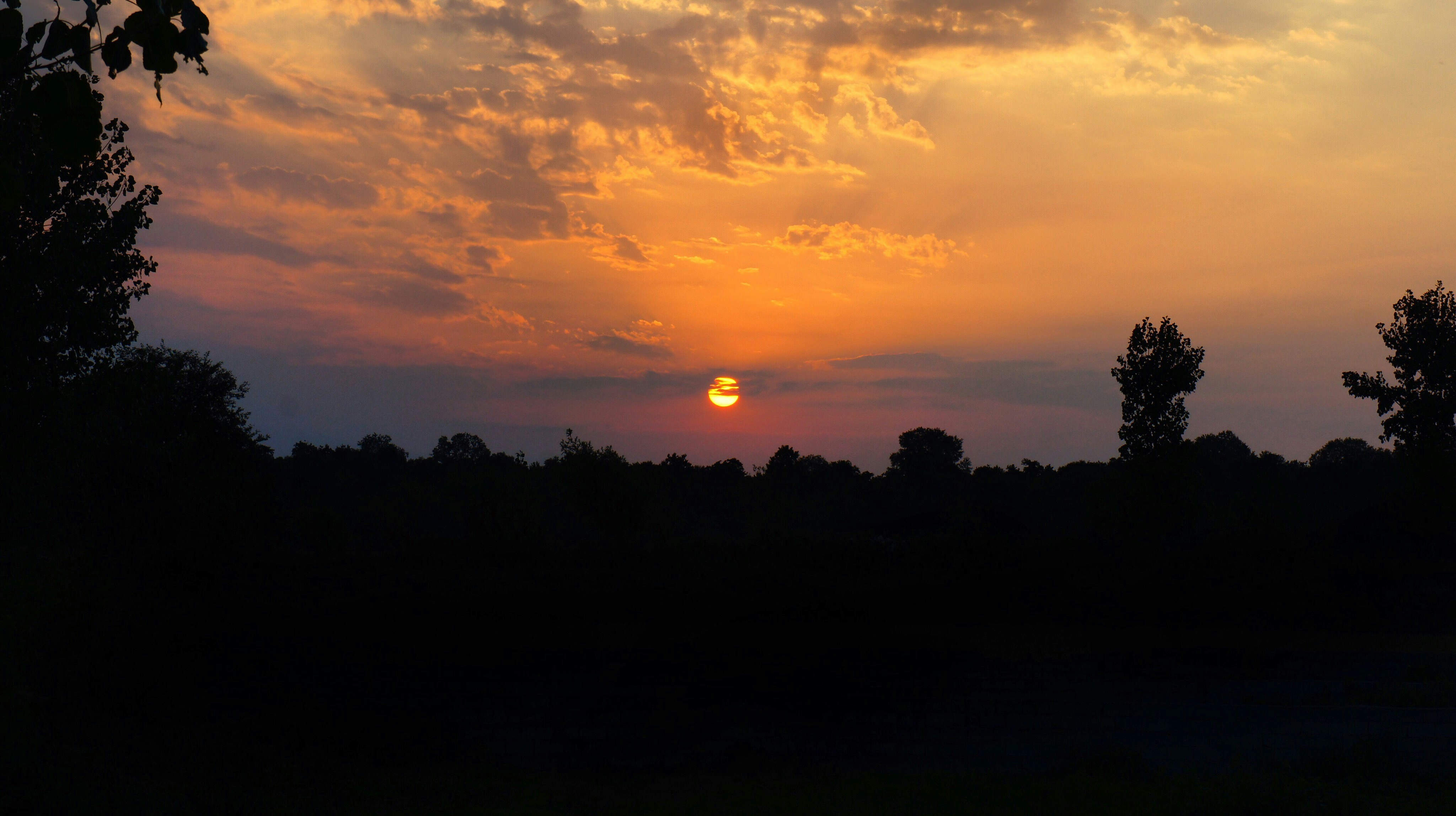 silhouette of trees during sunset