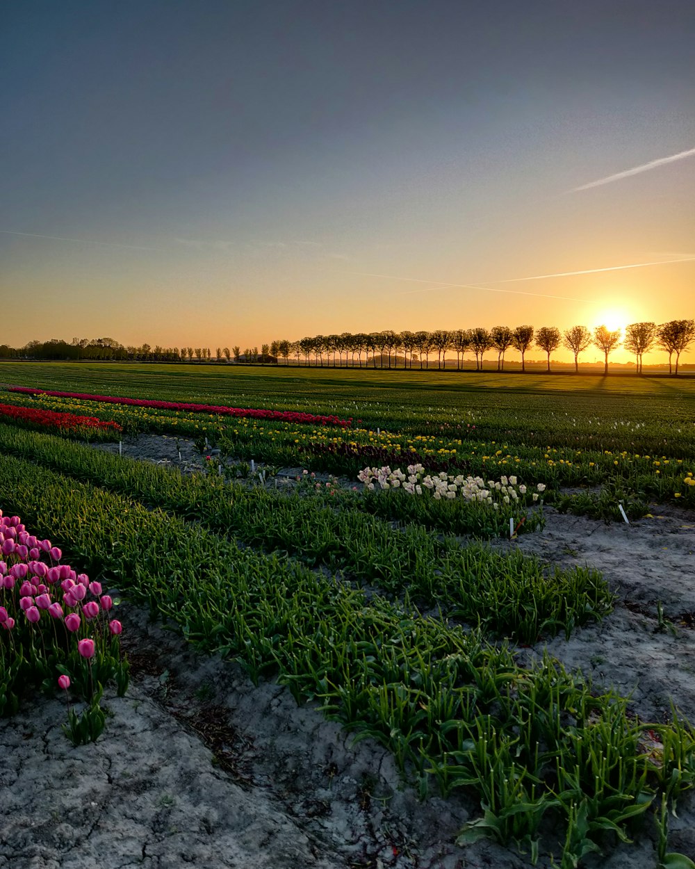 pink flowers near body of water during sunset