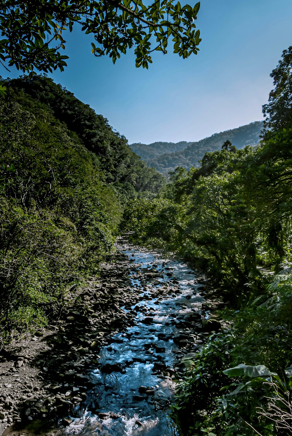 green trees and mountain ranges