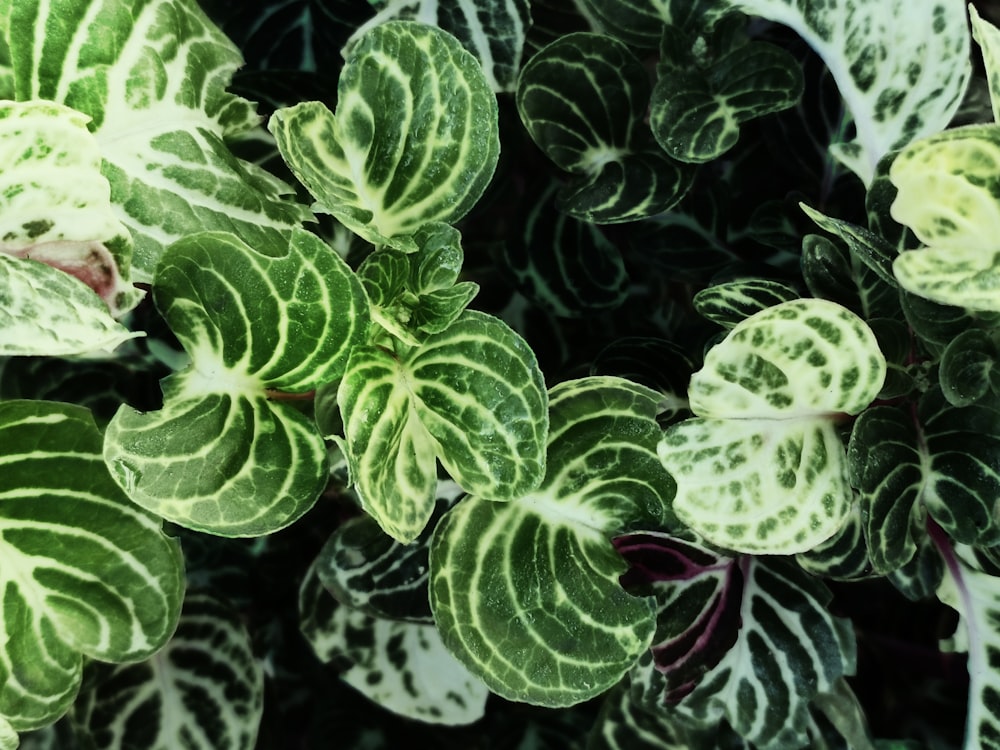 green and white leaves plant