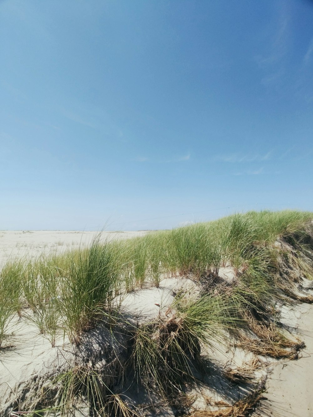 green grass on gray rocky shore under blue sky during daytime