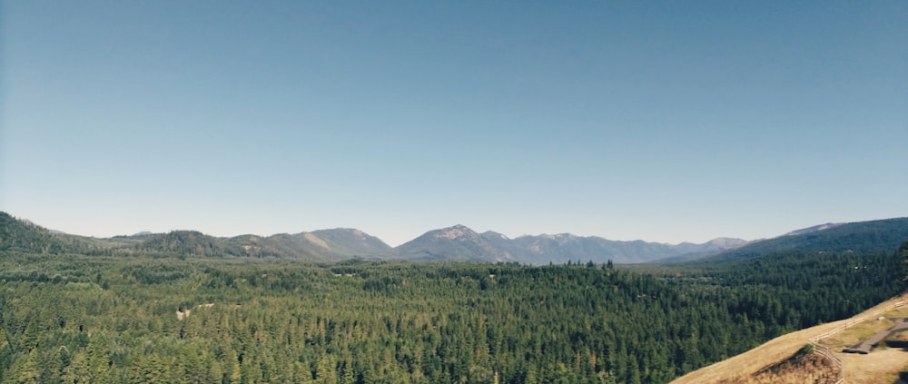 green trees near mountain under blue sky during daytime