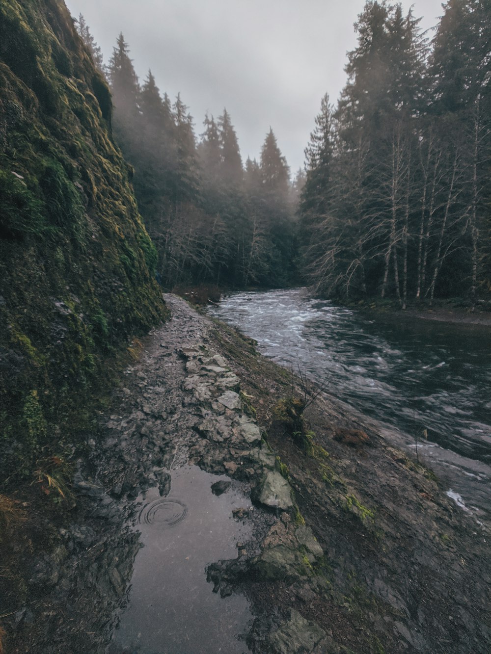 river between green trees during daytime