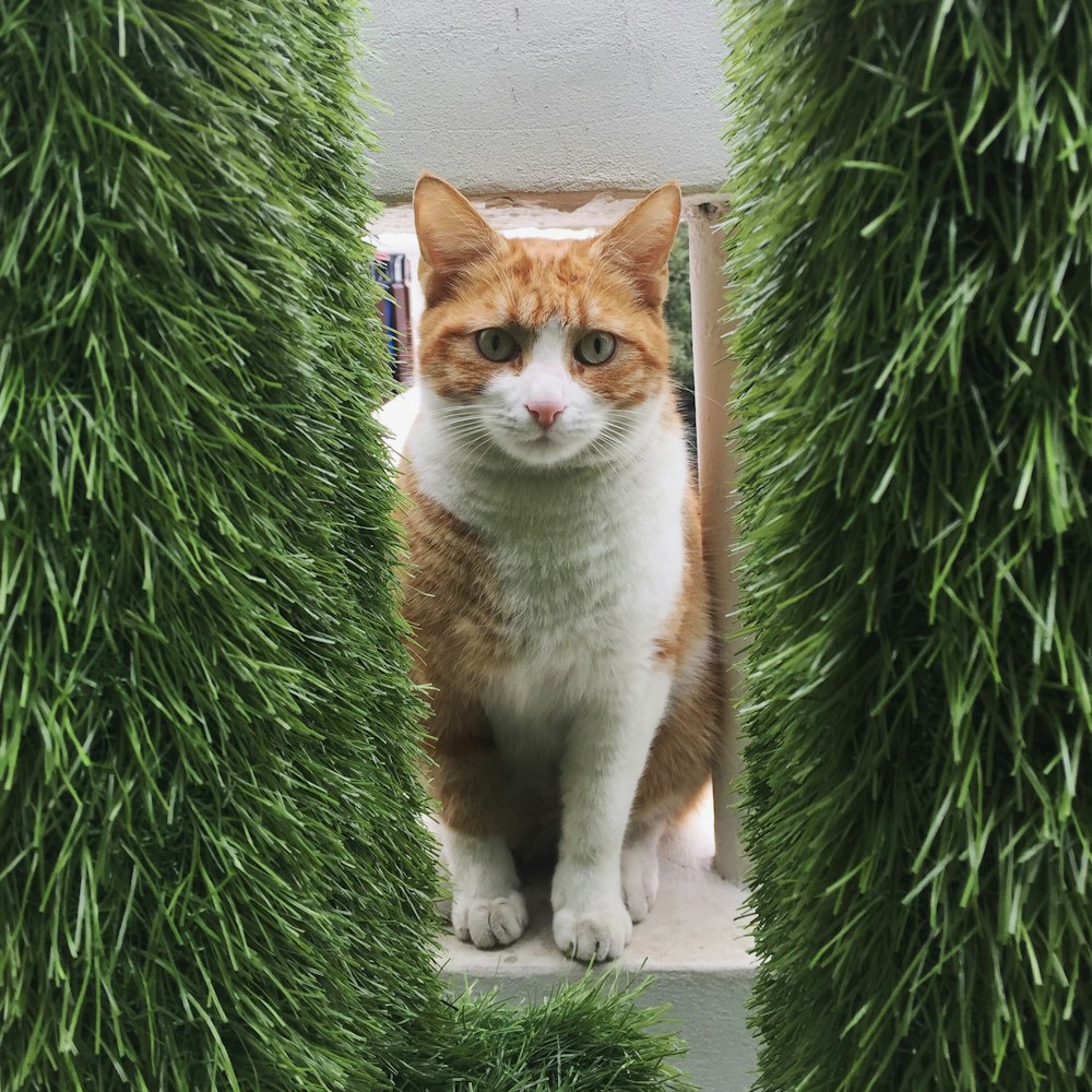 orange and white cat on green grass