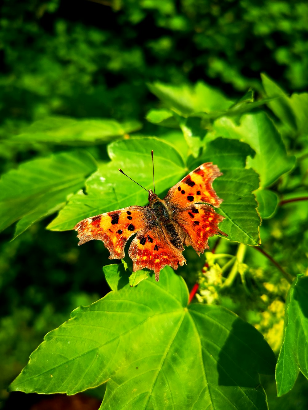 Brauner und schwarzer Schmetterling auf grünen Blättern