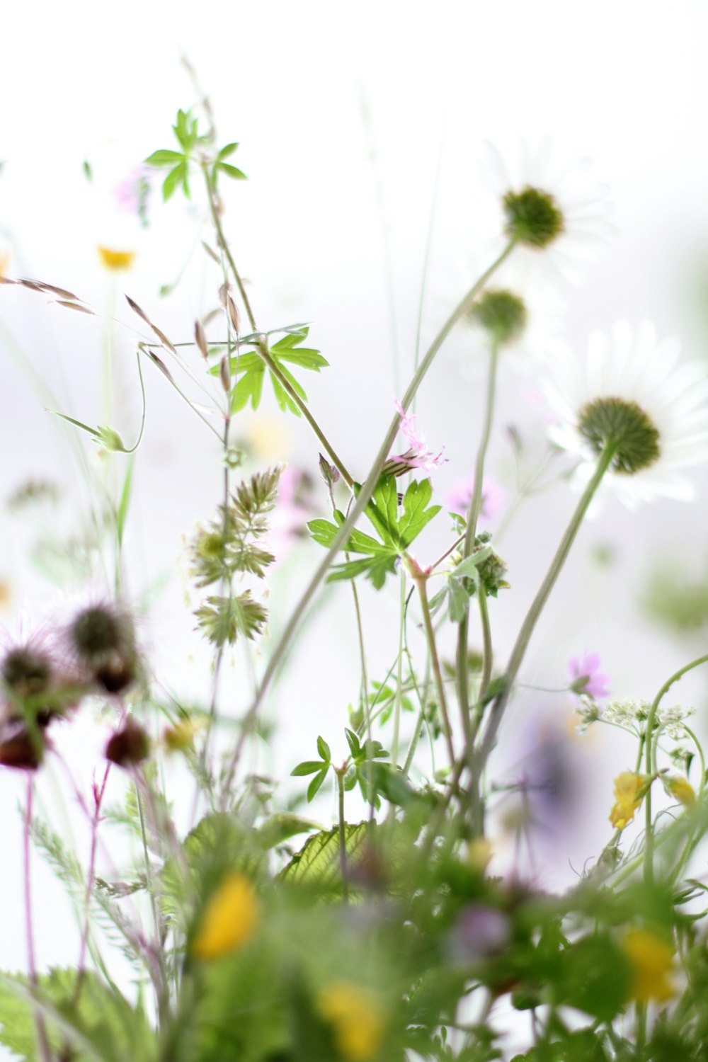 white and purple flower in close up photography