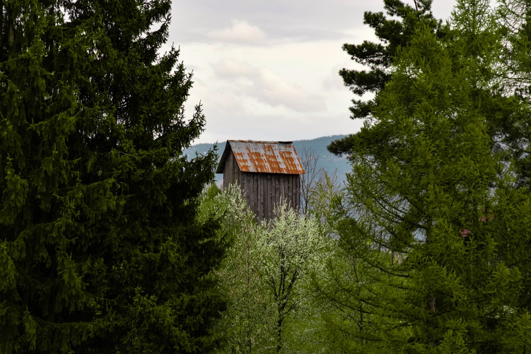 photo of Borșa Forest near Rodna Mountains
