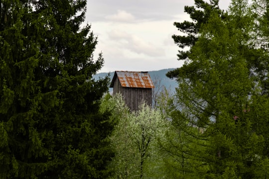 brown wooden house in the middle of green trees under white clouds and blue sky during in Borșa Romania