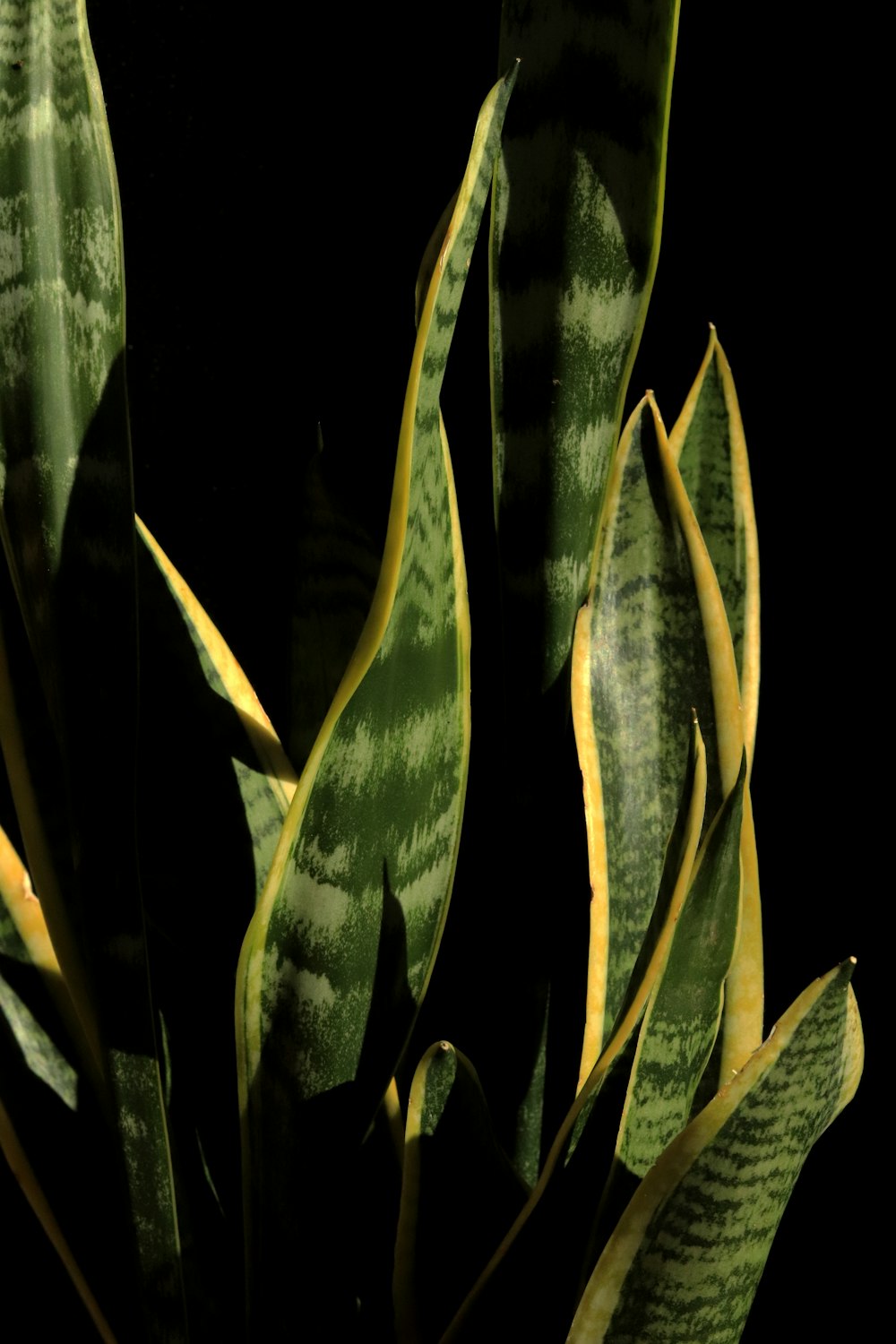 green plant with water droplets