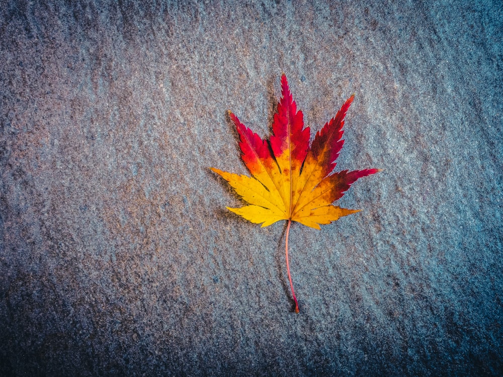 a red and yellow leaf laying on top of a snow covered ground