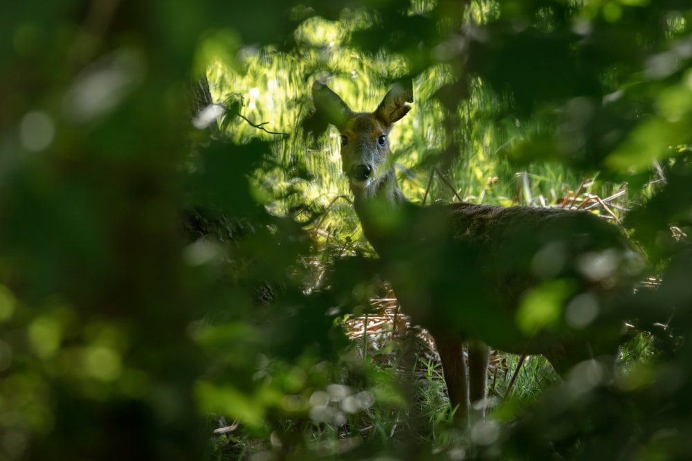 brown deer standing on green grass during daytime