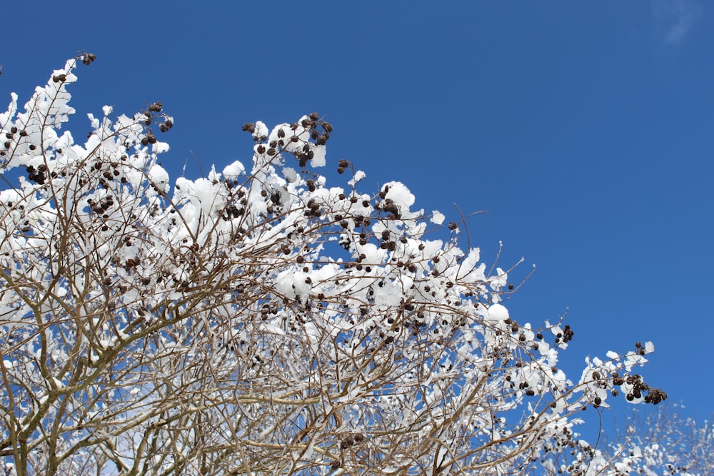 white cherry blossom tree under blue sky during daytime