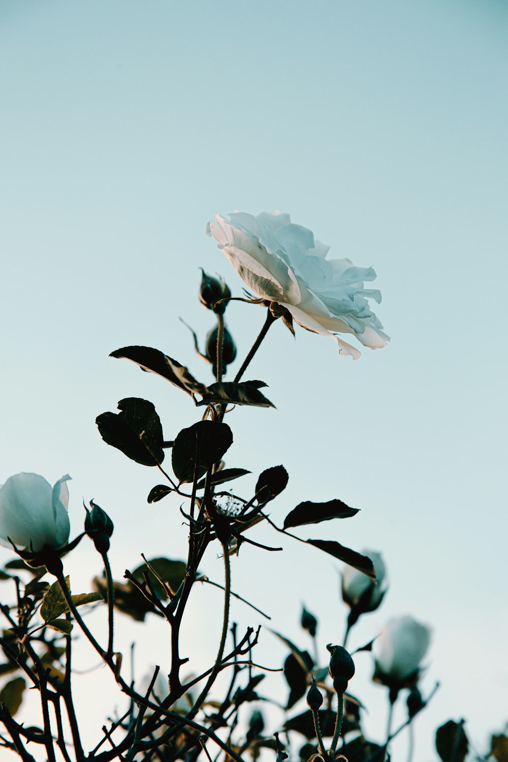 white flower on brown stem